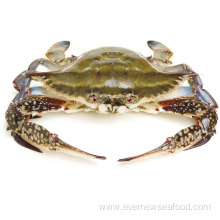 frozen crab blue swimming sea live crab